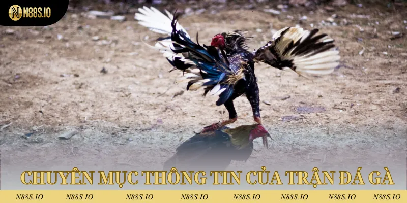 Chuyên mục mang đến thông tin quan trọng của trận đá gà sắp diễn ra