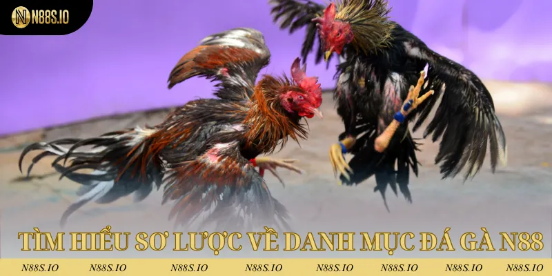 Tìm hiểu sơ lược về danh mục đá gà tại N88
